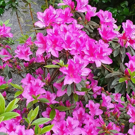 Ξενοδοχείο O Colmo