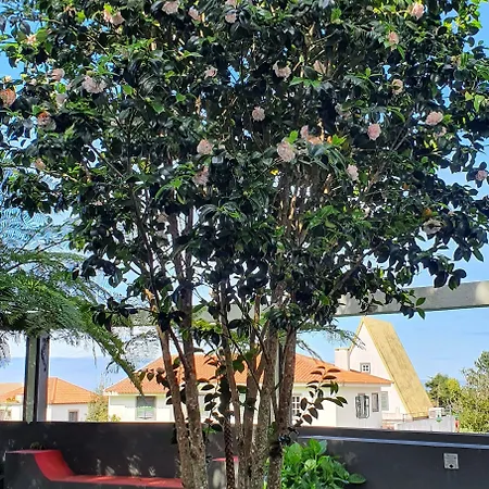 O Colmo Ξενοδοχείο Santana (Madeira)